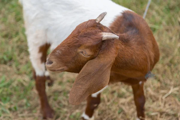 Brown Lovely Goat Looking Camera Green Nature Background — Stock Photo, Image