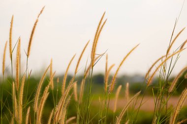 Çiçek açan fıskiyeler doğal arka plan.