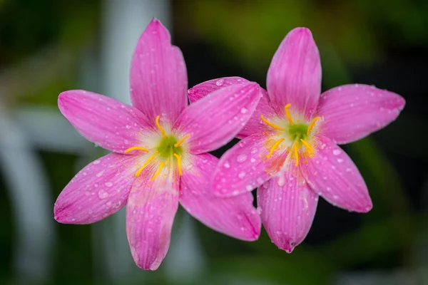 Pink Zephyranthes Grandiflora Flower Has Water Drops Petals Black Background — 스톡 사진