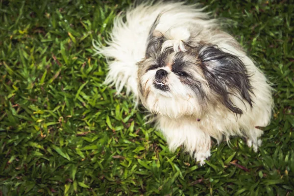 Bella Femmina Shih Tzu Cane Sfondo Prato — Foto Stock