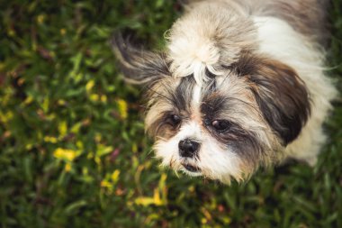 Bahçe arka planında sevimli Shih Tzu köpeği