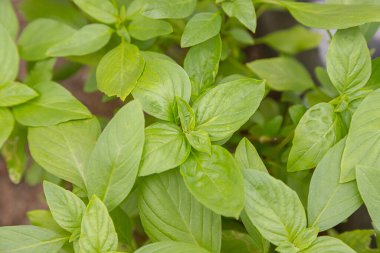 Fresh basil on tree with garden natural background