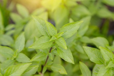 Fresh basil on tree with garden natural background