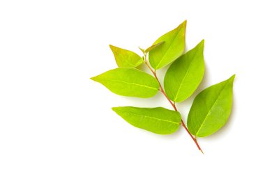 Üst görünüm bektaşi üzümü yaprakları beyaz arkaplanda izole