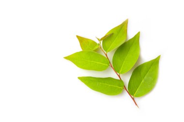 Üst görünüm bektaşi üzümü yaprakları beyaz arkaplanda izole