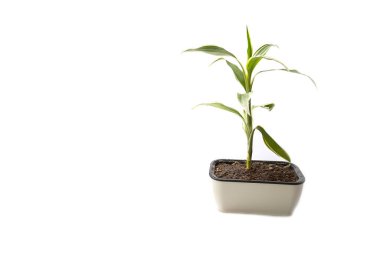 Quan Yin Bamboo Tree on white background