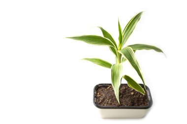 Quan Yin Bamboo Tree on white background