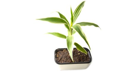 Quan Yin Bamboo Tree on white background