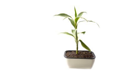 Quan Yin Bamboo Tree on white background