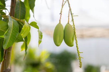 Mango Barracuda on the tree in the garden