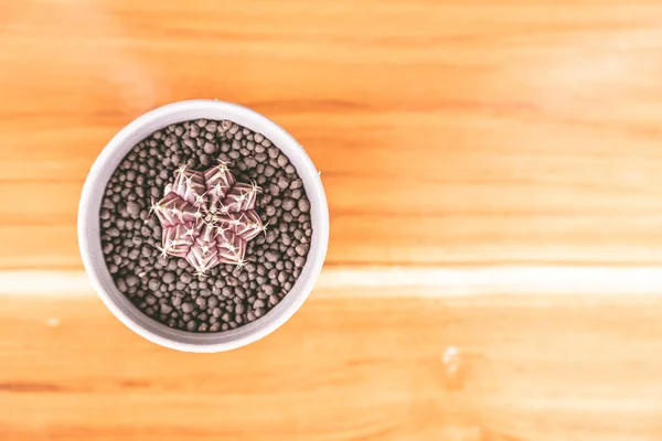Gymno Bardianum Cactus Black Pot Table Background — Stockfoto