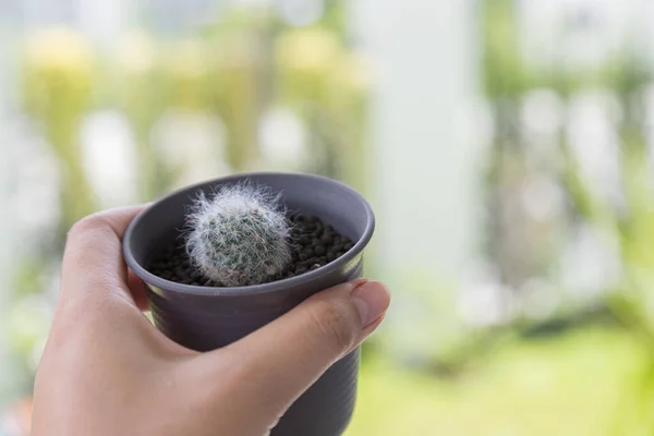 Young Sprout Cactus Blur Natural Background — ストック写真