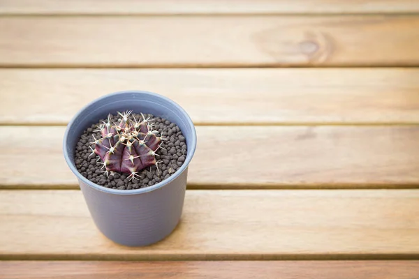 Gymnocalycium Cactus Pot Table Wooden Background — Stockfoto
