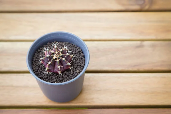 Gymnocalycium Cactus Pot Table Wooden Background — ストック写真