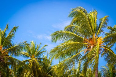 Big tall coconut trees on the beach by the sea with blue sky background