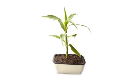 Quan Yin Bamboo Tree on white background