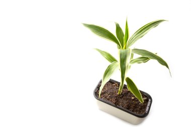 Quan Yin Bamboo Tree on white background
