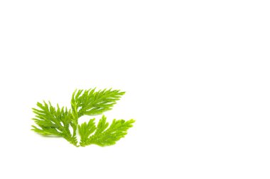 Beyaz arkaplanda Selaginellaceae yaprakları