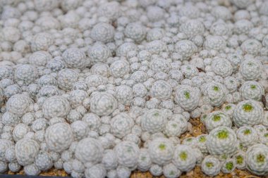 White Mammillaria plumosa at Cactus farm