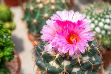 The pink flower of the elephant cactus with Blurred nature background