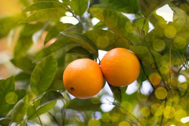 mandalina ağacı üzerinde bir çift