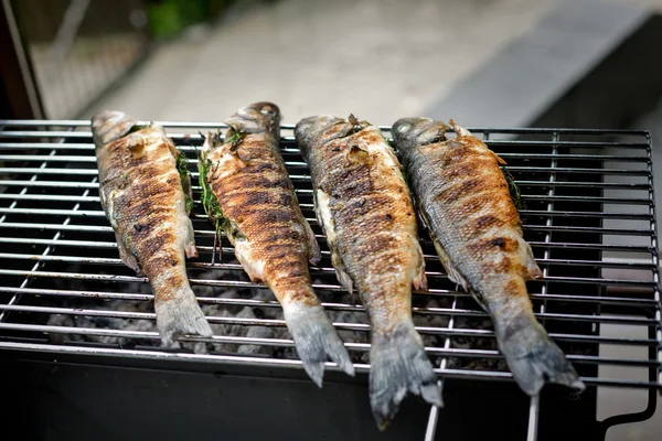 Wolfsbarsch grillen — Stockfoto