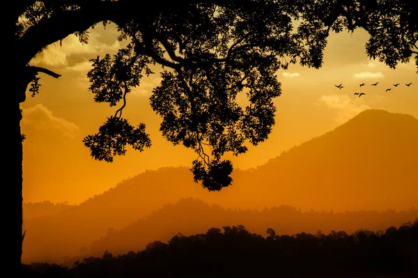 Beautiful Silhouette of rainforest — Stock Photo, Image