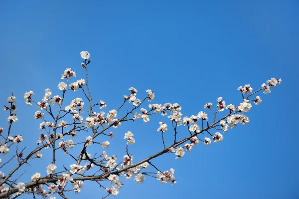 Bloemist abrikoos bloei — Stockfoto