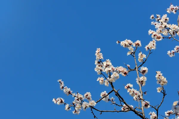 Fleuriste abricot floraison — Photo