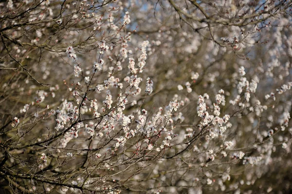 Fleuriste abricot floraison — Photo
