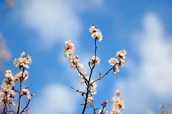 Bloemist abrikoos bloei — Stockfoto