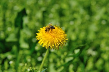 karahindiba alanın üzerine çizerek hangi arılar