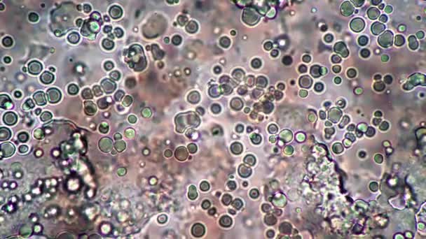 Vida Microscópio Microscópio Vista Vírus Gripe Fundo Vírus Animado Para — Vídeo de Stock