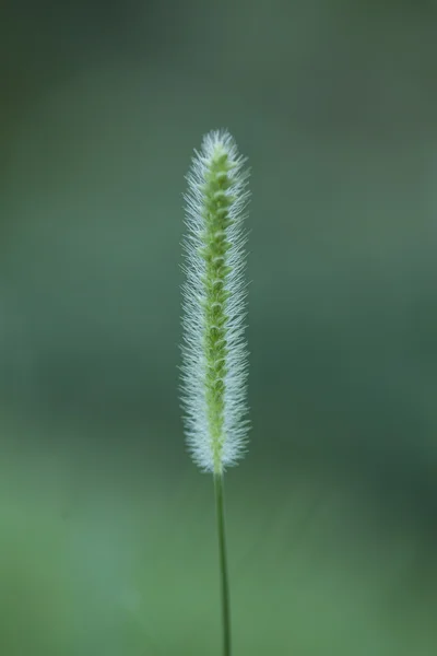 Verdes — Fotografia de Stock