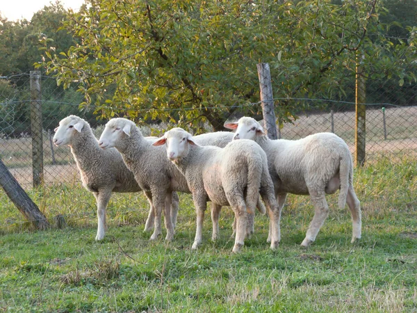 Четыре Овцы Собрались Зеленой Траве — стоковое фото