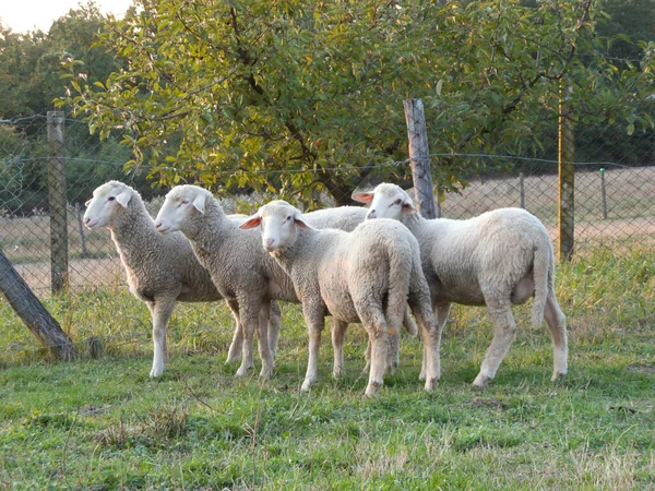 Fyra Får Samlades Det Gröna Gräset — Stockfoto