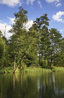 Augustow yakınlarındaki Rospuda Nehri. Polonya
