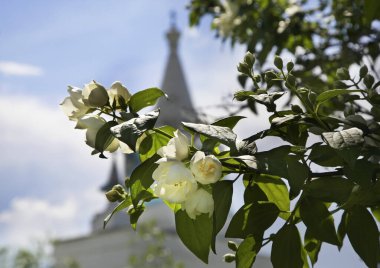 İsa 'nın doğumu manastırındaki ağaç. Staroe Bobrenevo. Kolomensky Bölgesi. Rusya