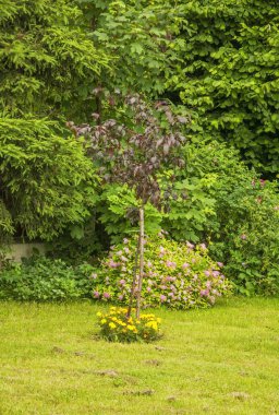 Haziran 'da Kazimierz Dolny' deki Bahçe 1 'de. Polonya