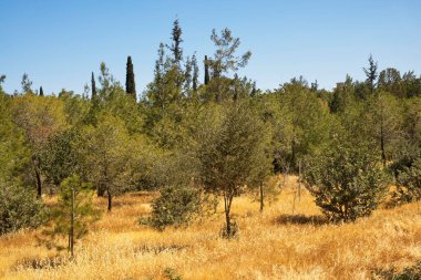 Lefkoşe 'deki Grammiko Parkı. Kıbrıs