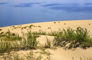Curonian Spit 'in manzarası. Kaliningrad Oblastı. Rusya