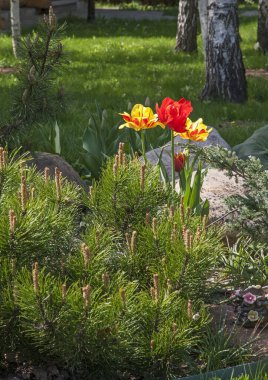 Mayıs ayındaki bahçe manzarası. Rusya