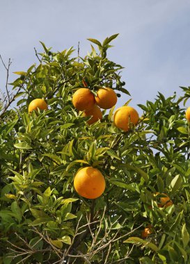 Villajoyosa yakınlarında portakal ağacı. Alicante vilayeti. İspanya