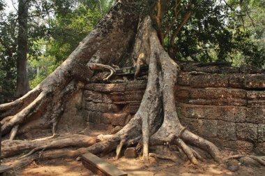 Angkor 'daki Ta Prohm tapınağı. Siem Reap bölgesi. Kamboçya
