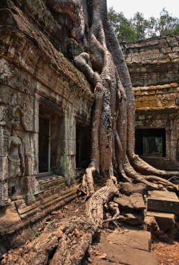 Angkor 'daki Ta Prohm tapınağı. Siem Reap bölgesi. Kamboçya