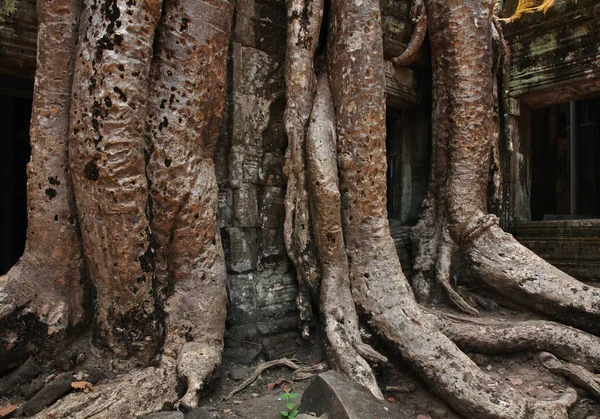 Temple Prohm Angkor Province Siem Reap Cambodge — Photo