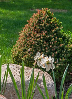 Mayıs ayındaki bahçe manzarası. Rusya