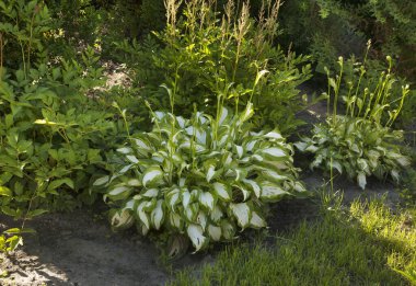 Biala Podlaska 'daki bahçe. Polonya