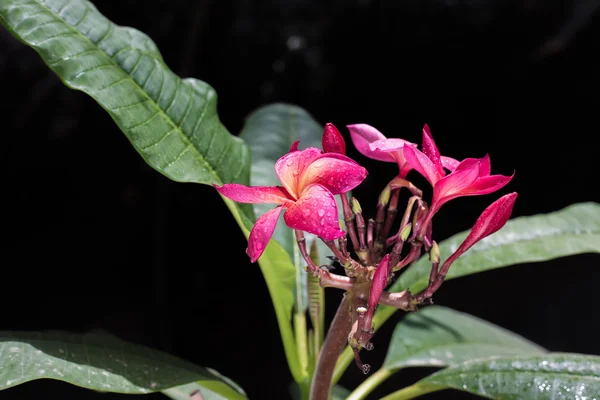 Pink hawaiian plumeria — Stock Photo, Image