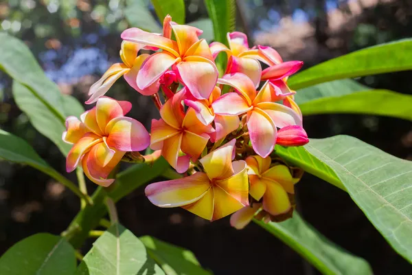 Roze - gele Hawaiiaanse plumeria — Stockfoto